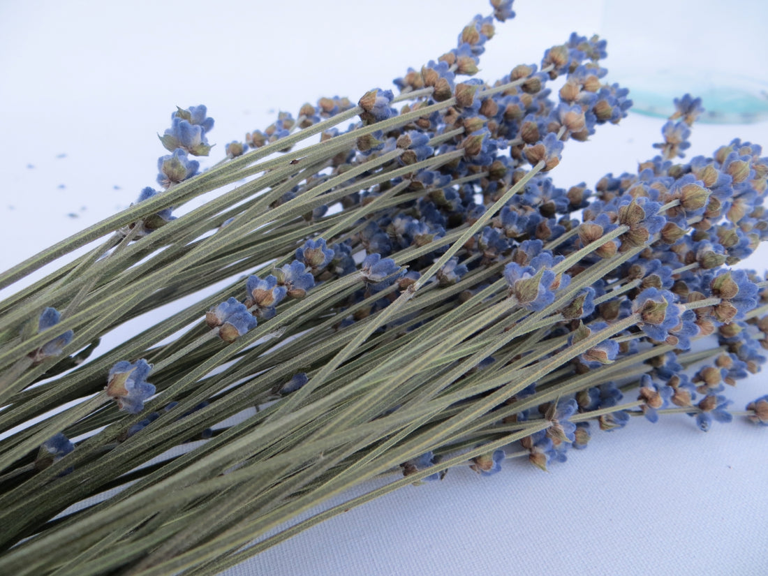 cuando florece la lavanda en España