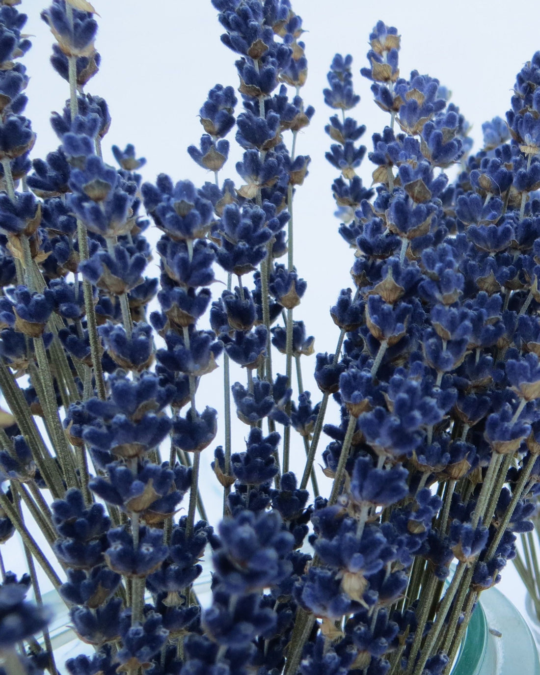 comprar un ramo de lavanda azulado essential.blue