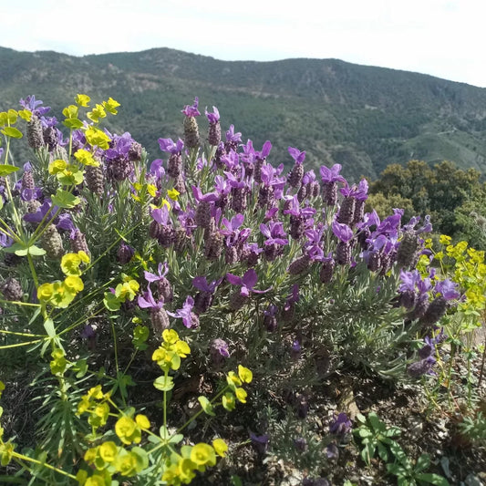 flores silvestres