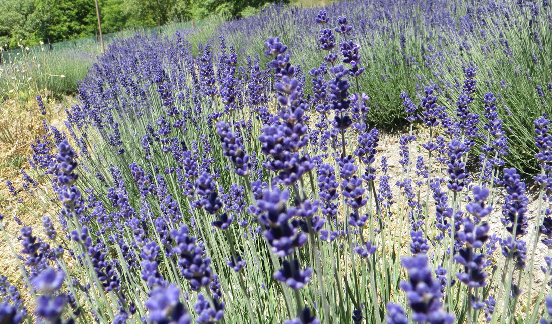 la lavanda calmante en mi campo