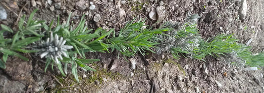 Propagación de la lavanda