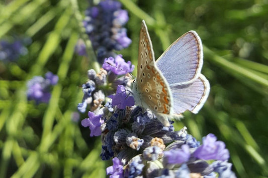 Más mariposas, abejas e insectos