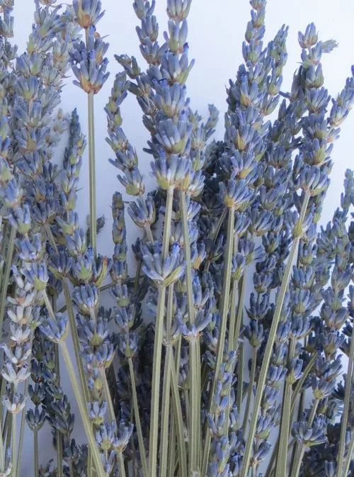 ramo de flores secas Grosso lavanda