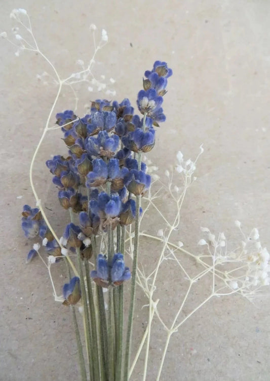 prendidos, prendidos lavanda y paniculata Essential.blue