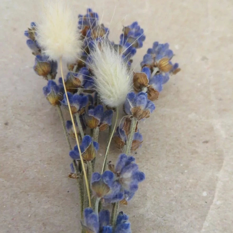 prendidos, prendidos lavanda y paniculata