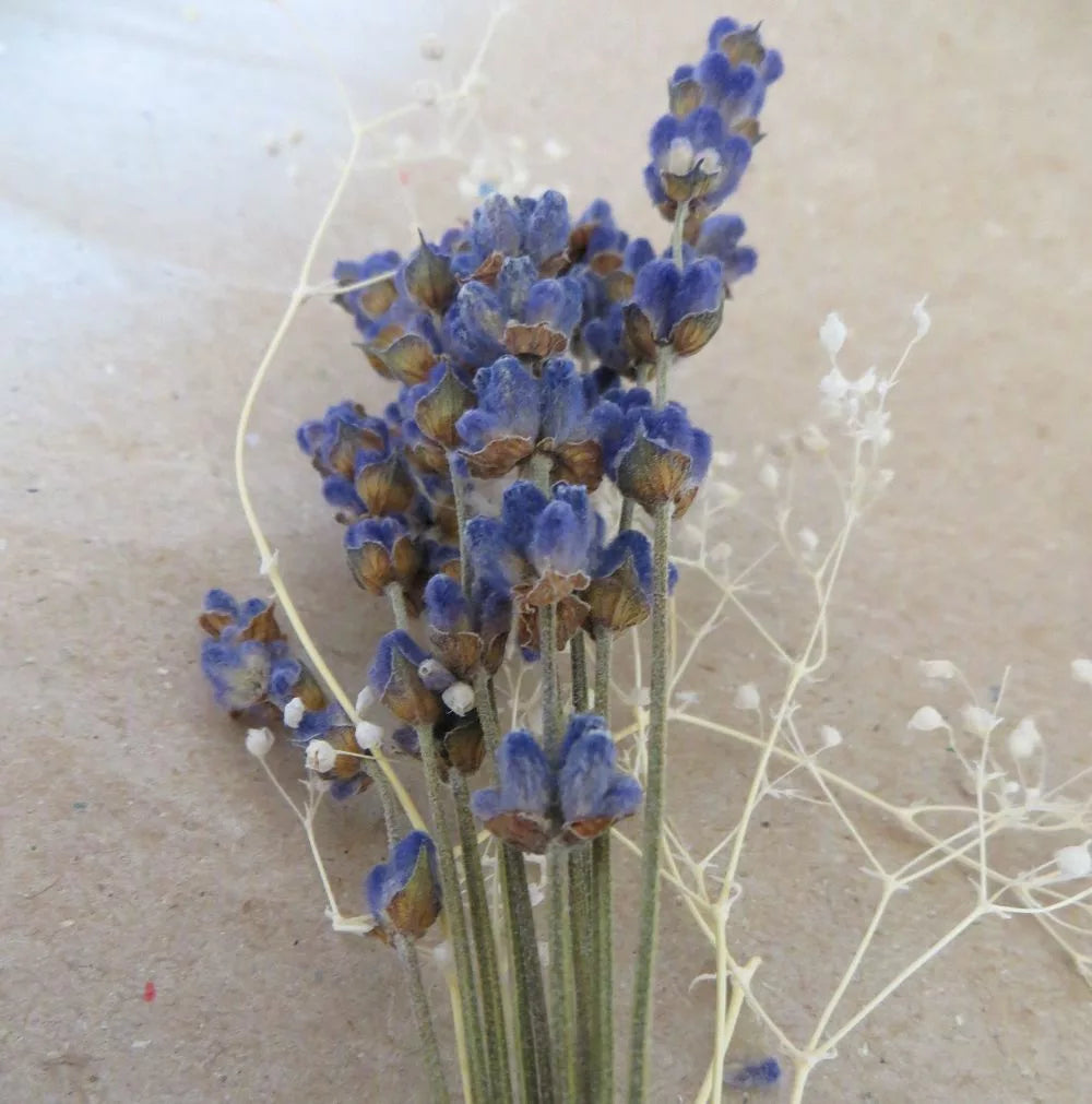 prendidos, prendidos lavanda y paniculata