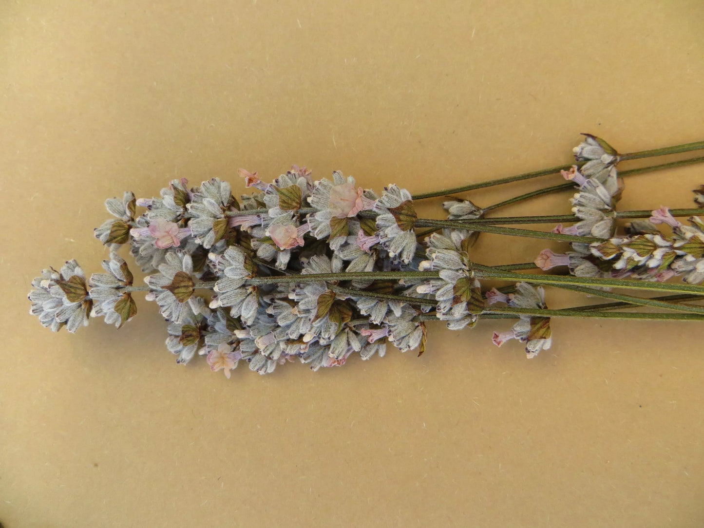 flores prensadas de lavanda