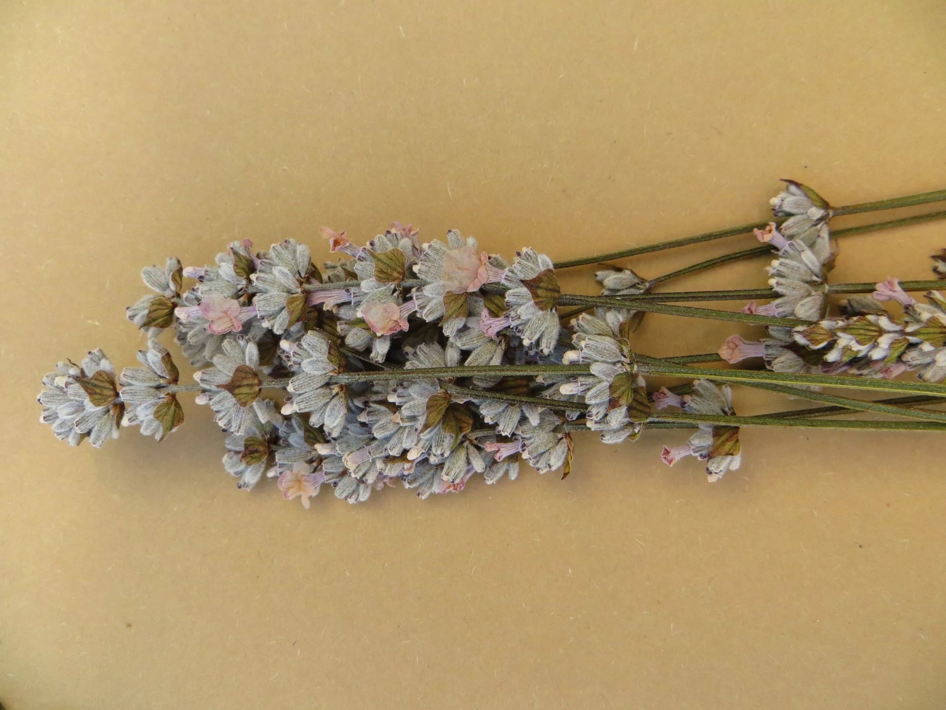 flores prensadas de lavanda