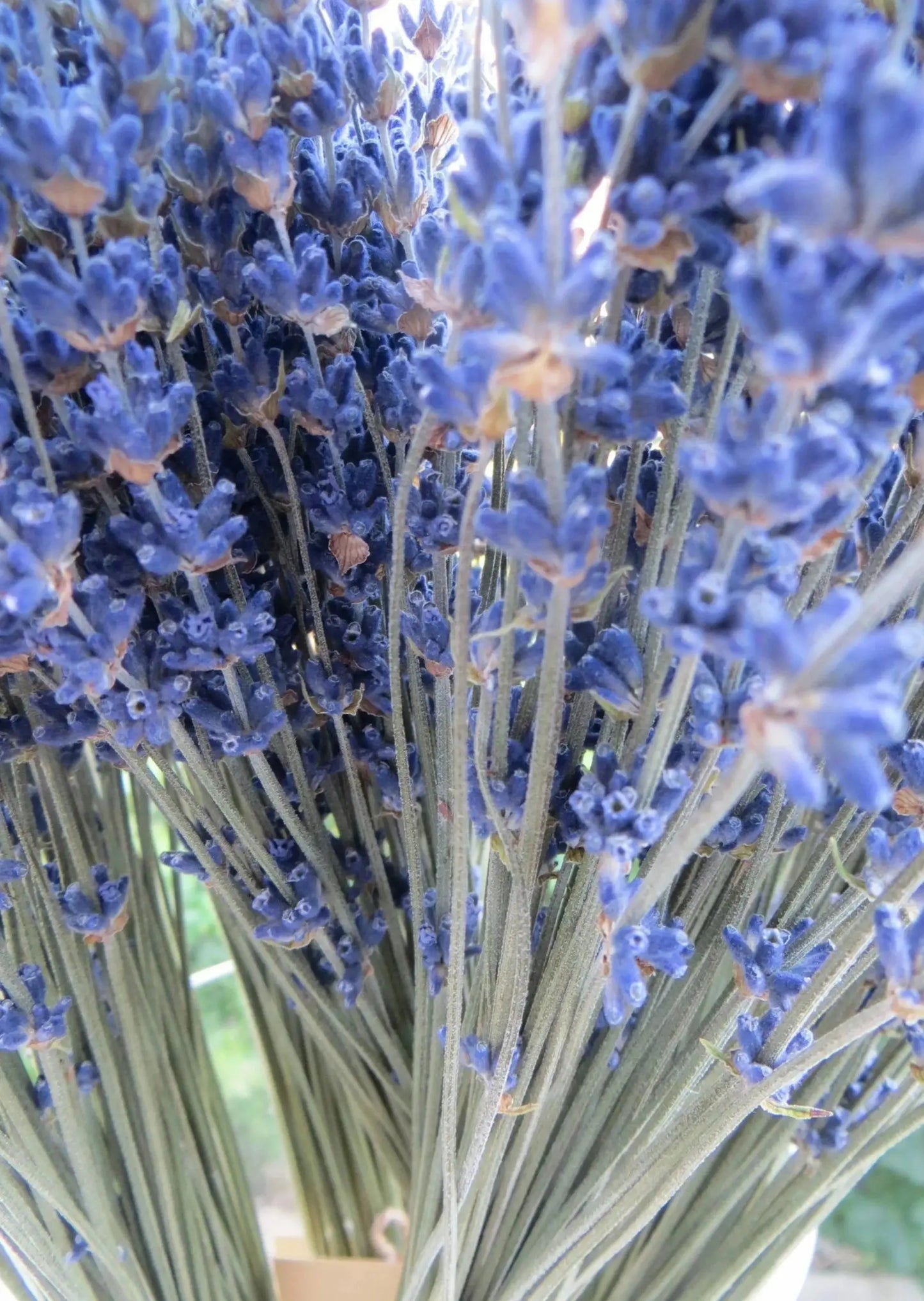 ramo de lavanda azul