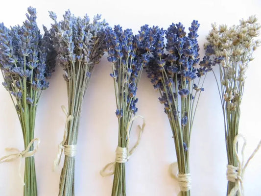 ramas de lavanda en diferentes colores