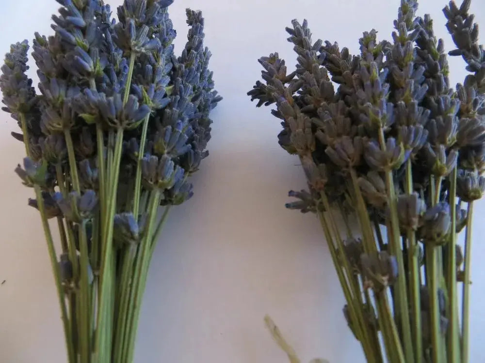 pequeños ramas de lavanda lavandin grosso