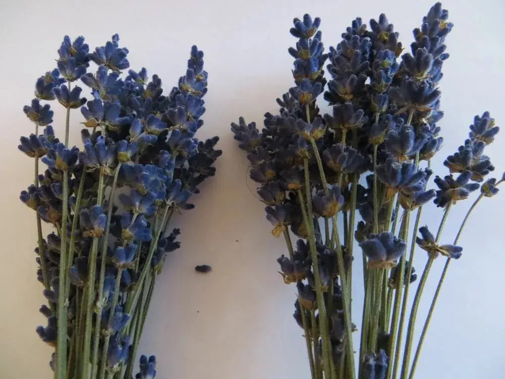 ramas de lavanda azul oscuro