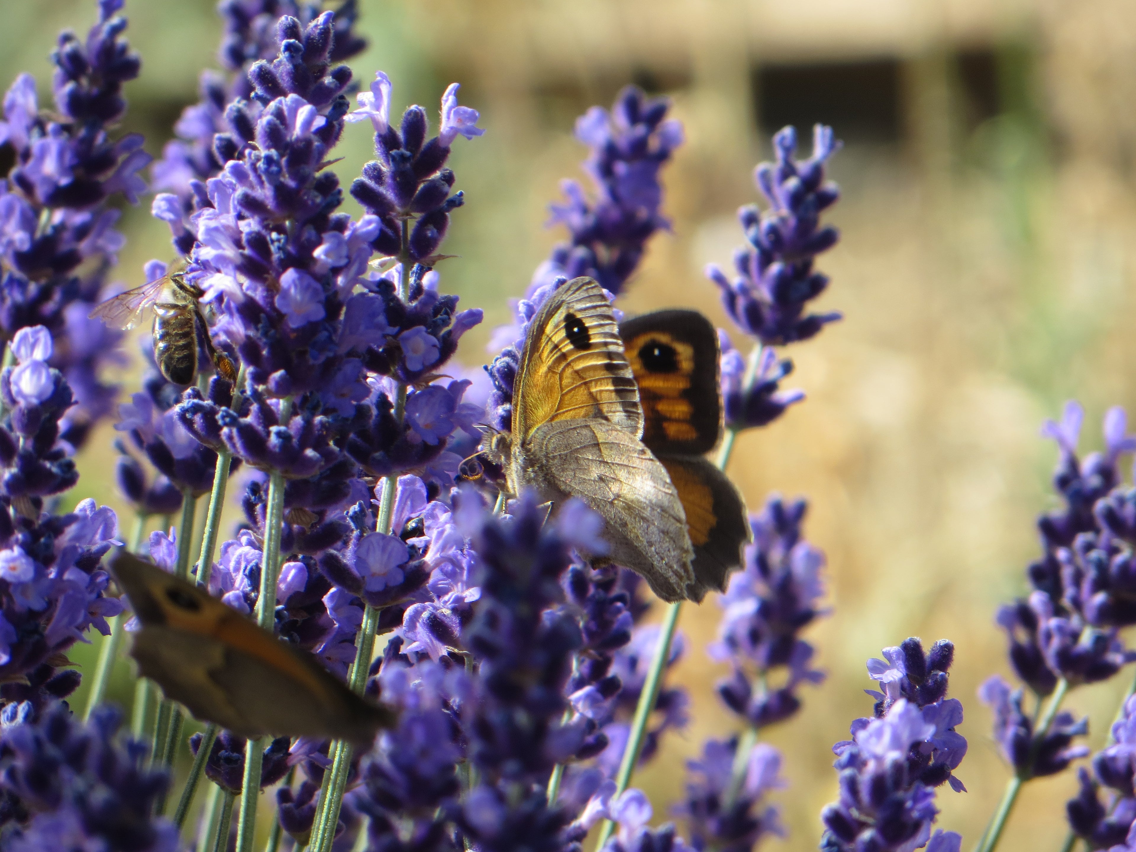 lavanda con mariposas