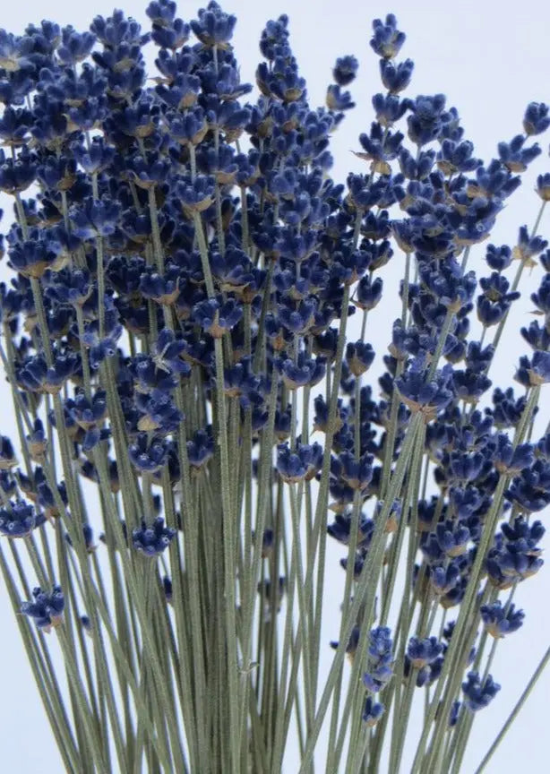 ramo flores secas - Essential.blue lavanda