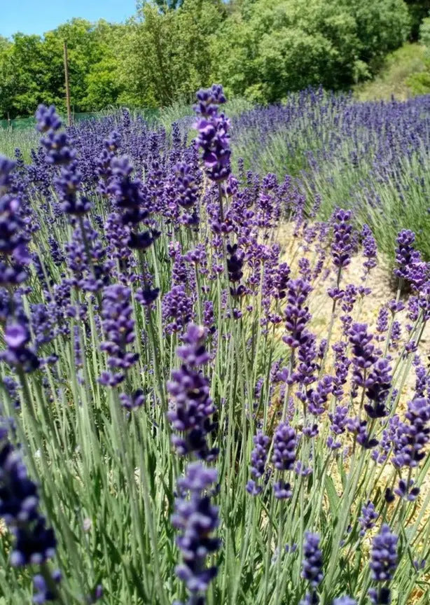 jardin de lavanda Essential.blue