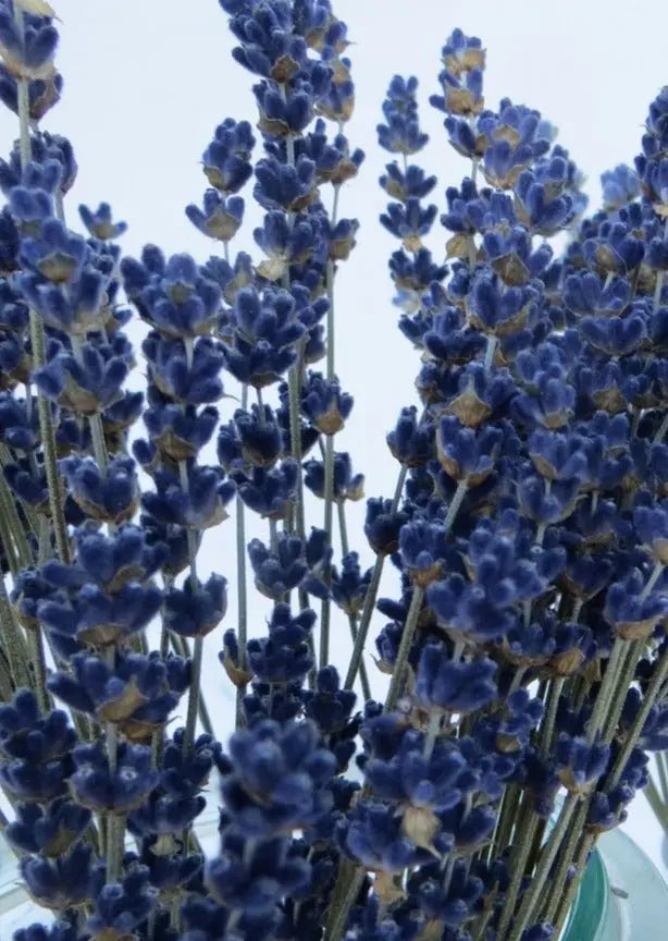 ramo flores secas lavanda - Essential.blue lavanda