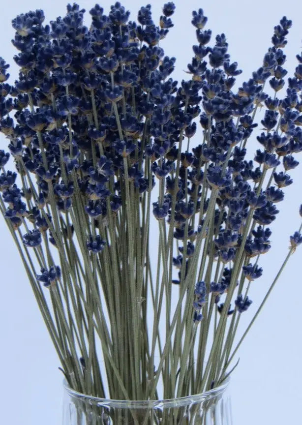 ramo flores secas lavanda en jarron - Essential.blue lavanda