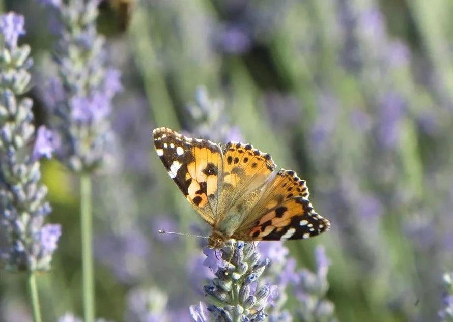 XL Ramo grande lavanda seca Provenza