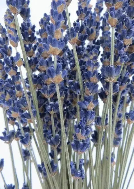 ramo de lavanda azul, lavanda azulado