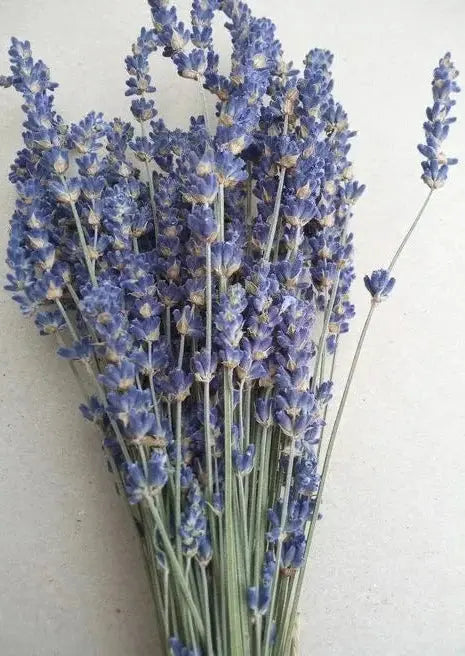 Lavanda azulado: ramo de lavanda azul