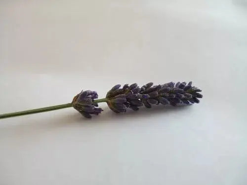 Bouquet lavandin lavanda heavenly scent