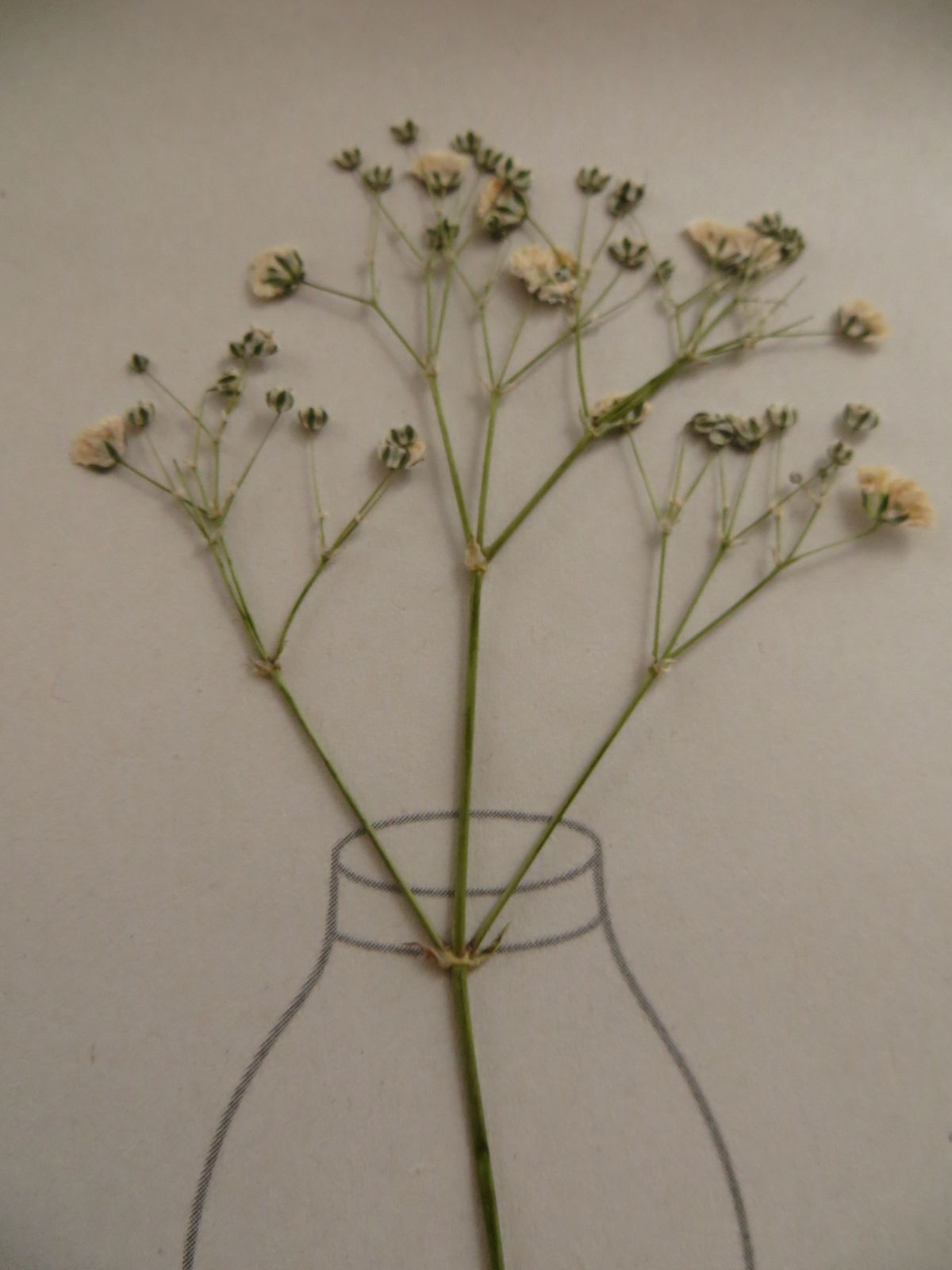 10 flores de gypsophilia paniculata prensadas