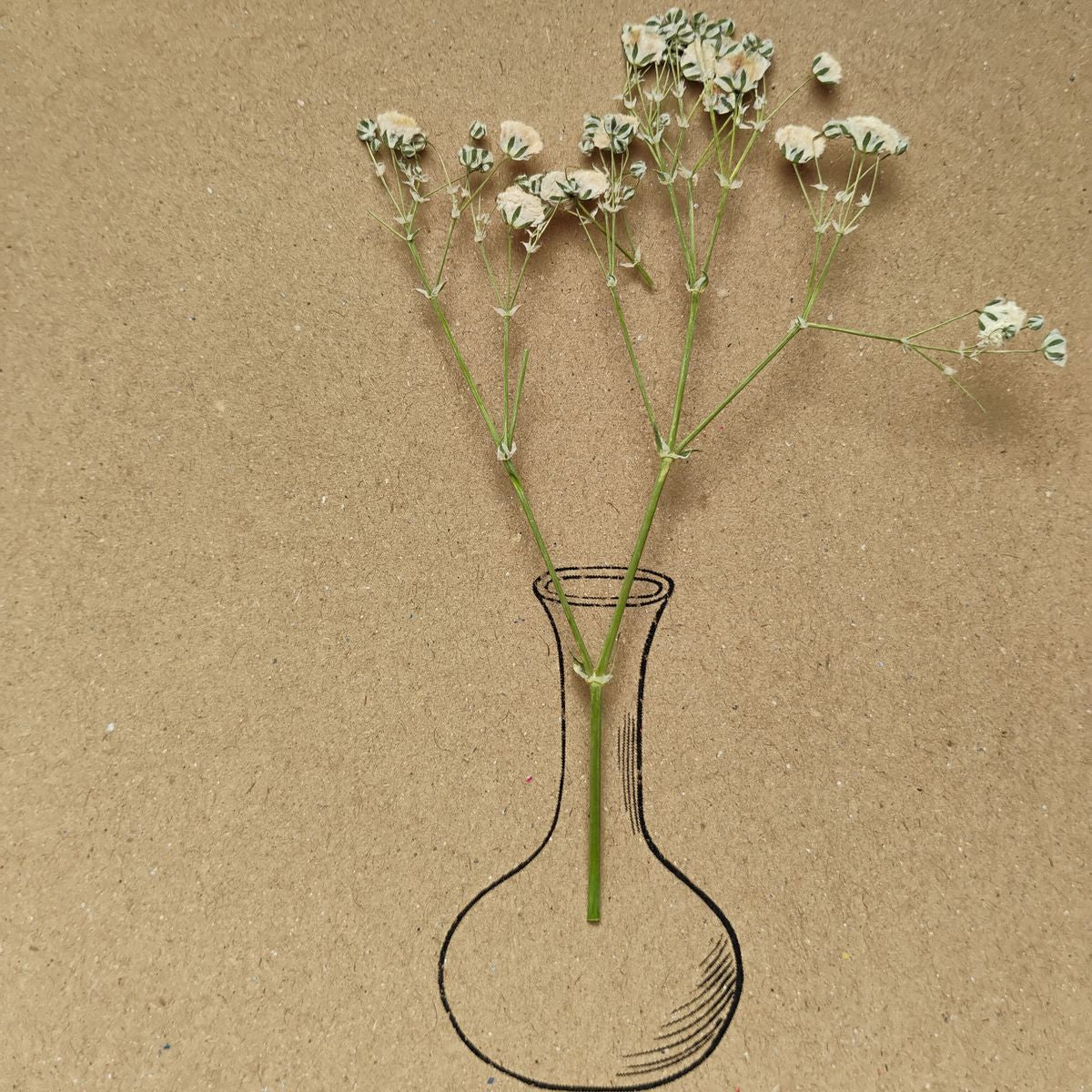 10 flores de gypsophilia paniculata prensadas