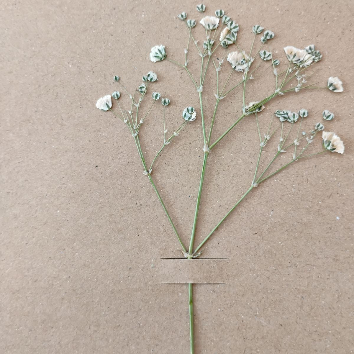 10 flores de gypsophilia paniculata prensadas