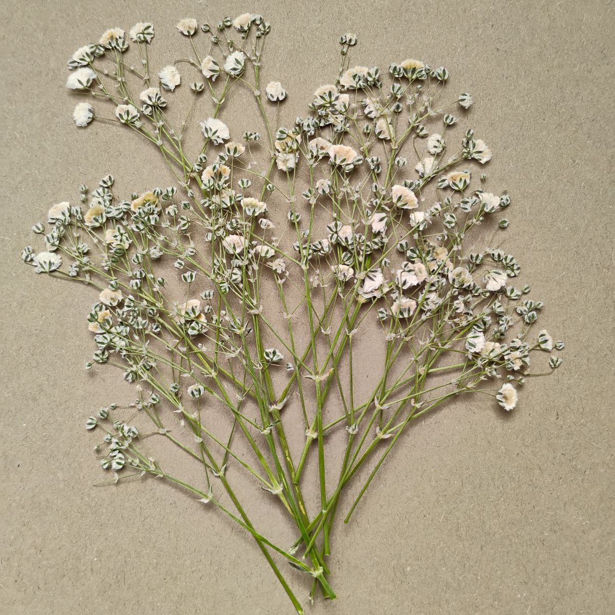 10 flores de gypsophilia paniculata prensadas