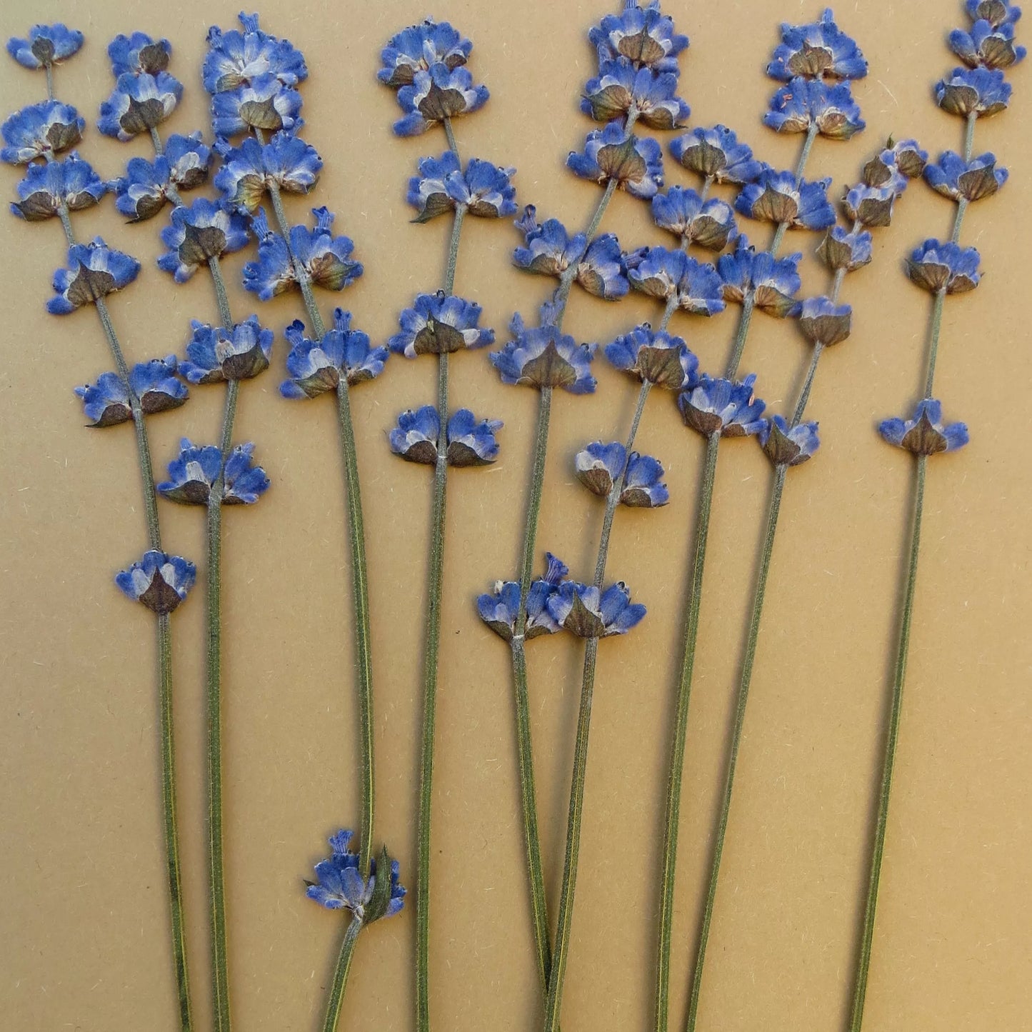 Essential.blue flores prensadas 