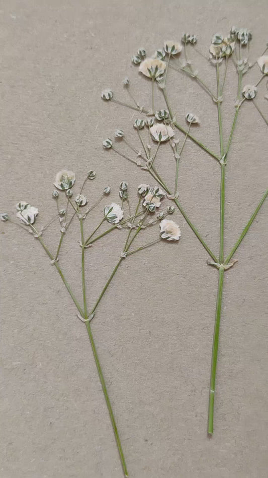 10 Blüten von Gepresste Gypsophilia