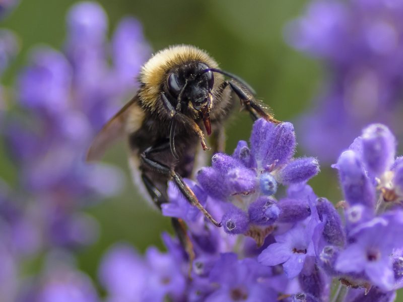 Lavendelbloemen, goed voor de bijen