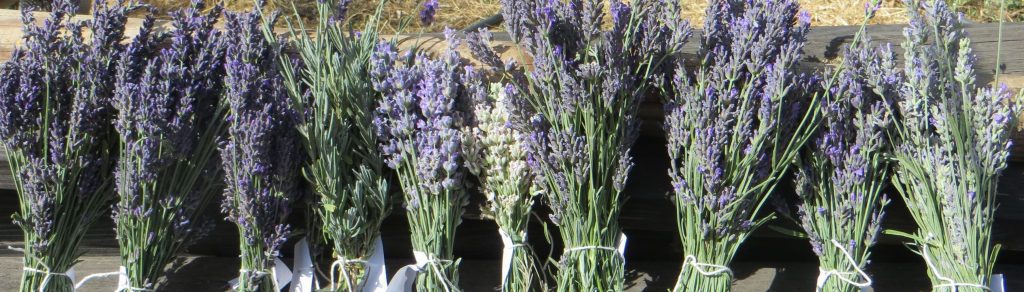 first lavender harvest