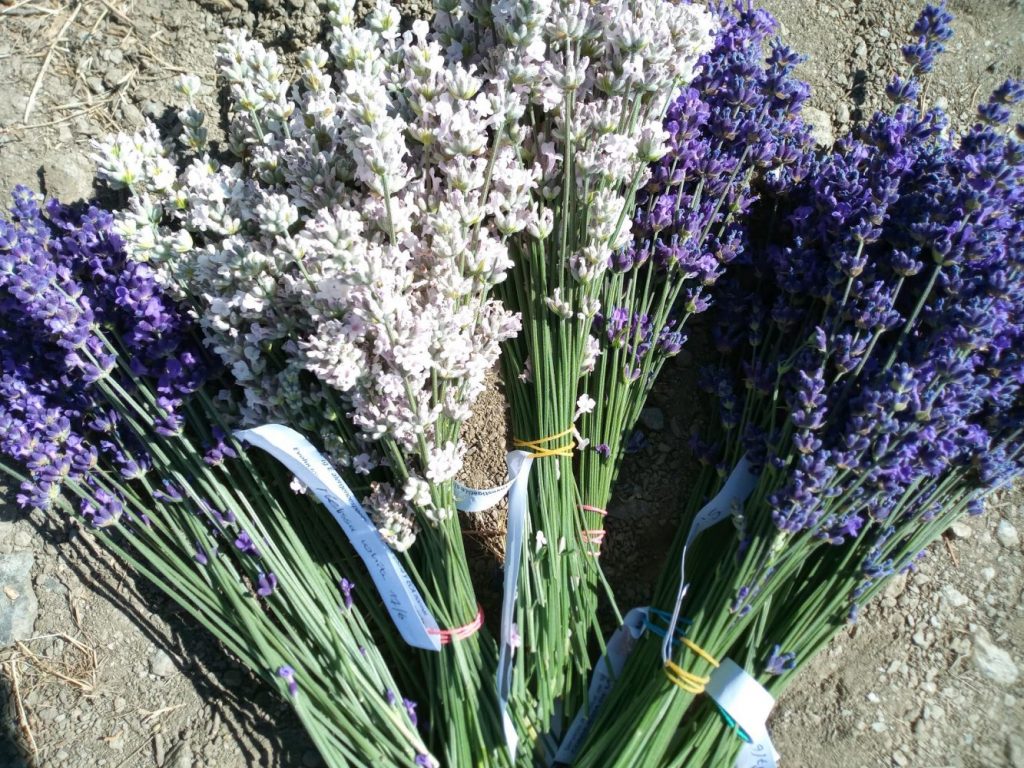 how to dry lavender
