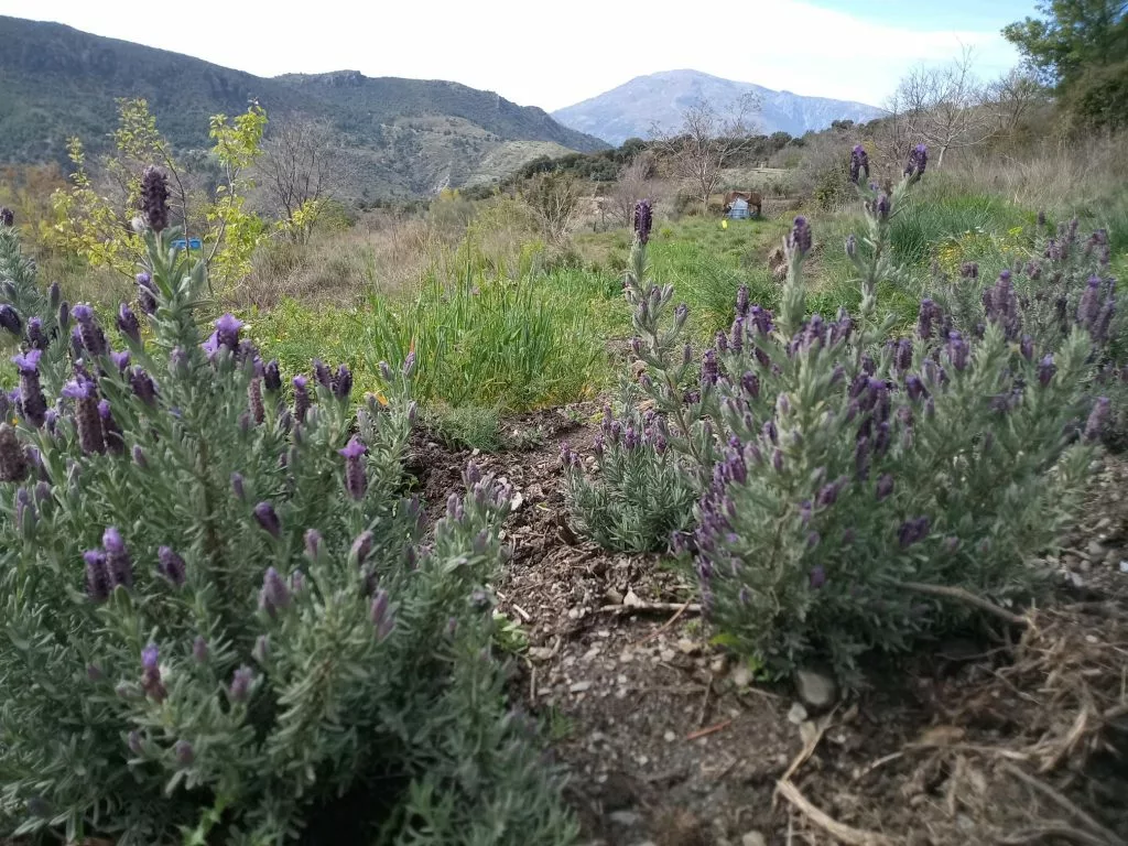 wilde lavendel stoechas