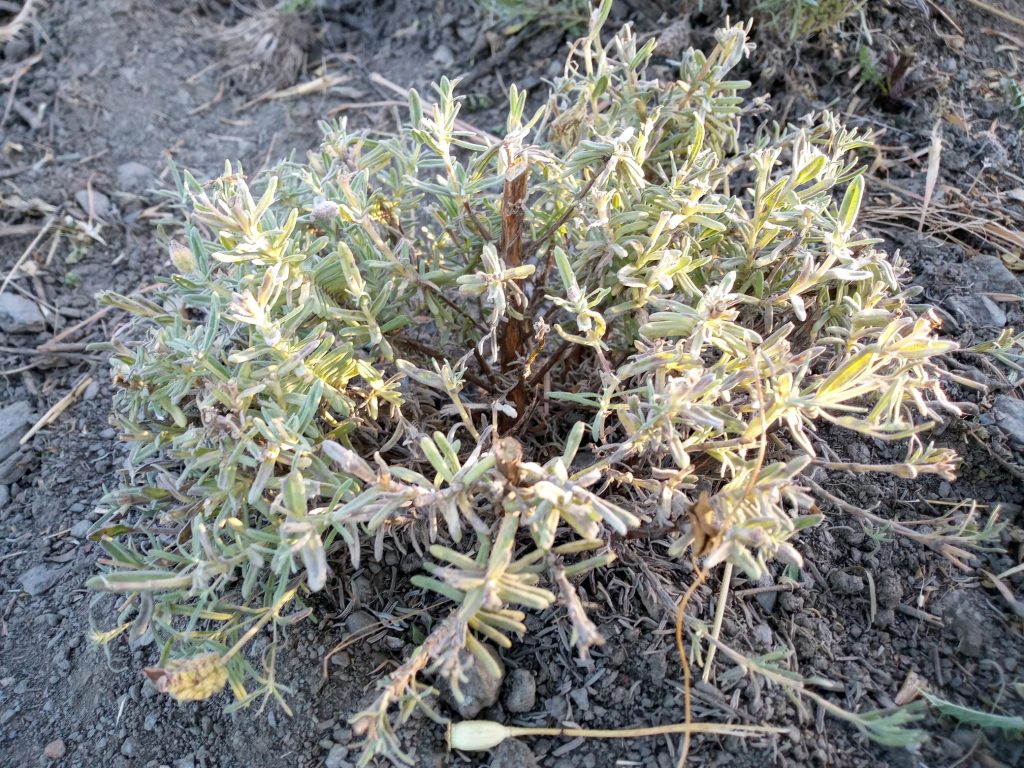wild lavender stoechas after pruning