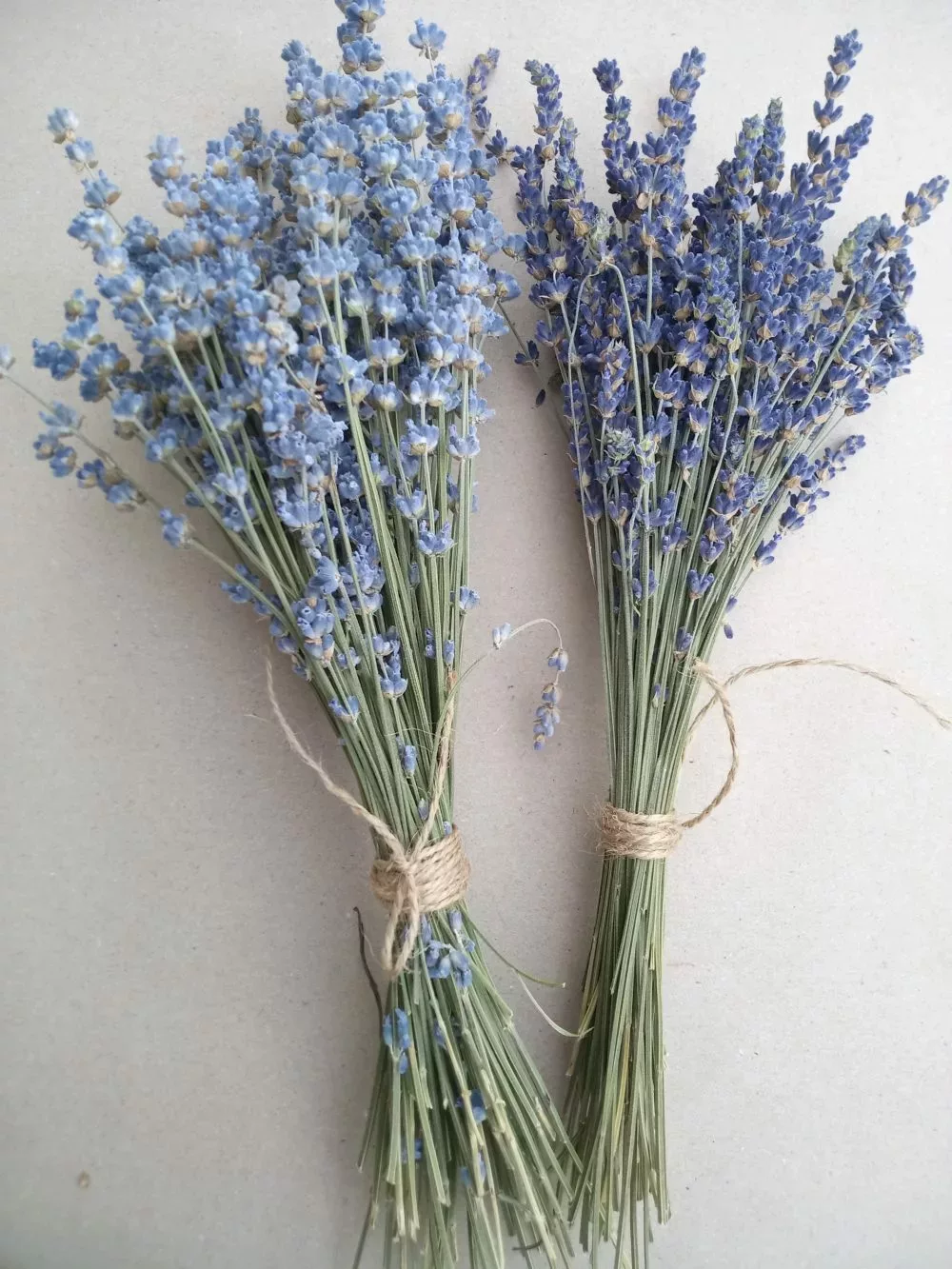 Esssential.blue bunches of lavender angustfolia