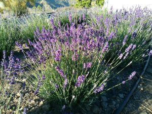kalmerende lavendel angustifolia