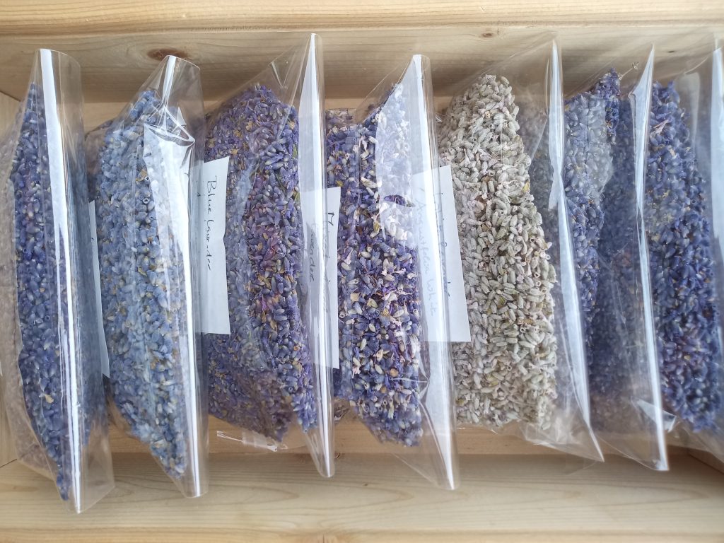 Esssential.blue lavender in different colors