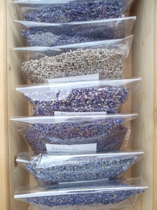 Esssential.blue lavender in verschiedenen Farben