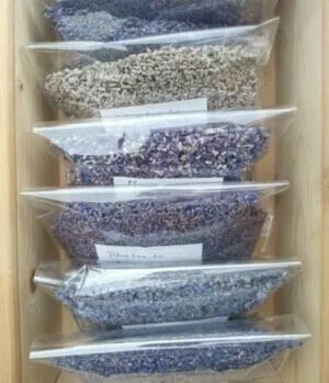 dried lavender in different colors Essential.blue