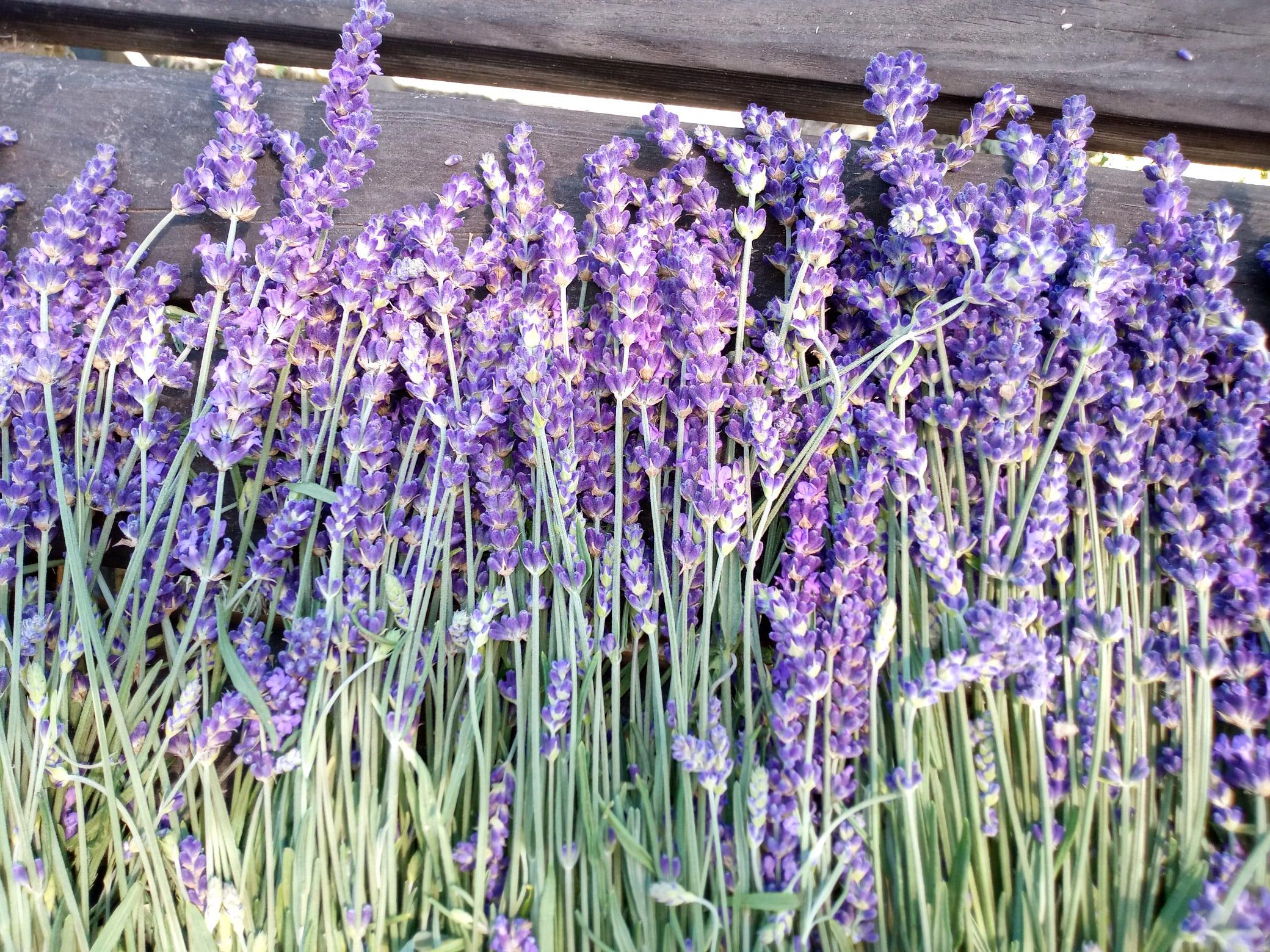 Esssential.blue lavender harvest