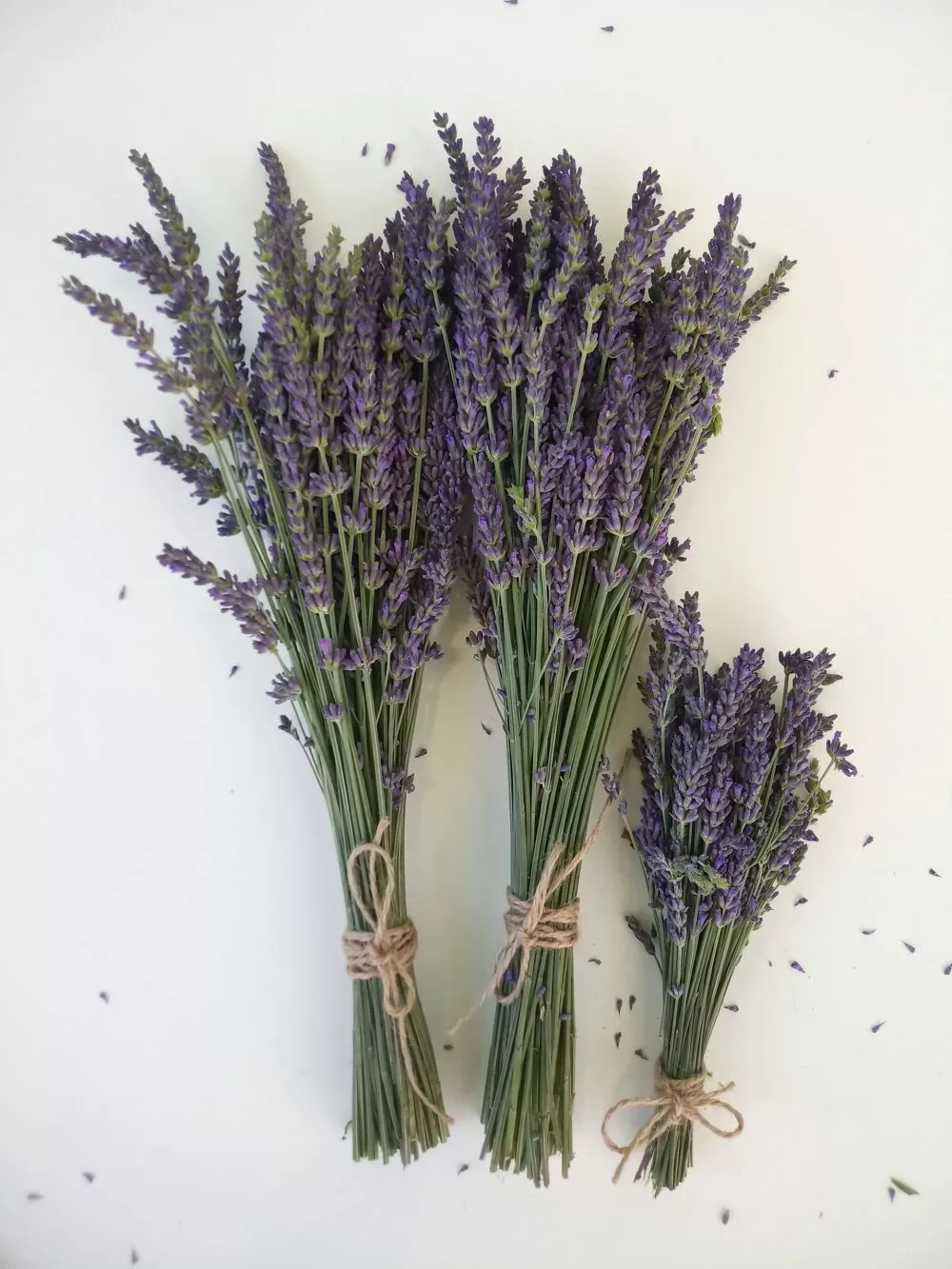Essential blue lavendel lavandin