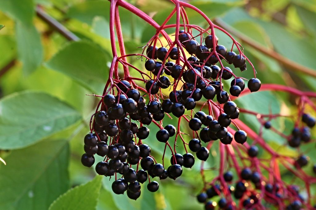 elderberry as a natural dye