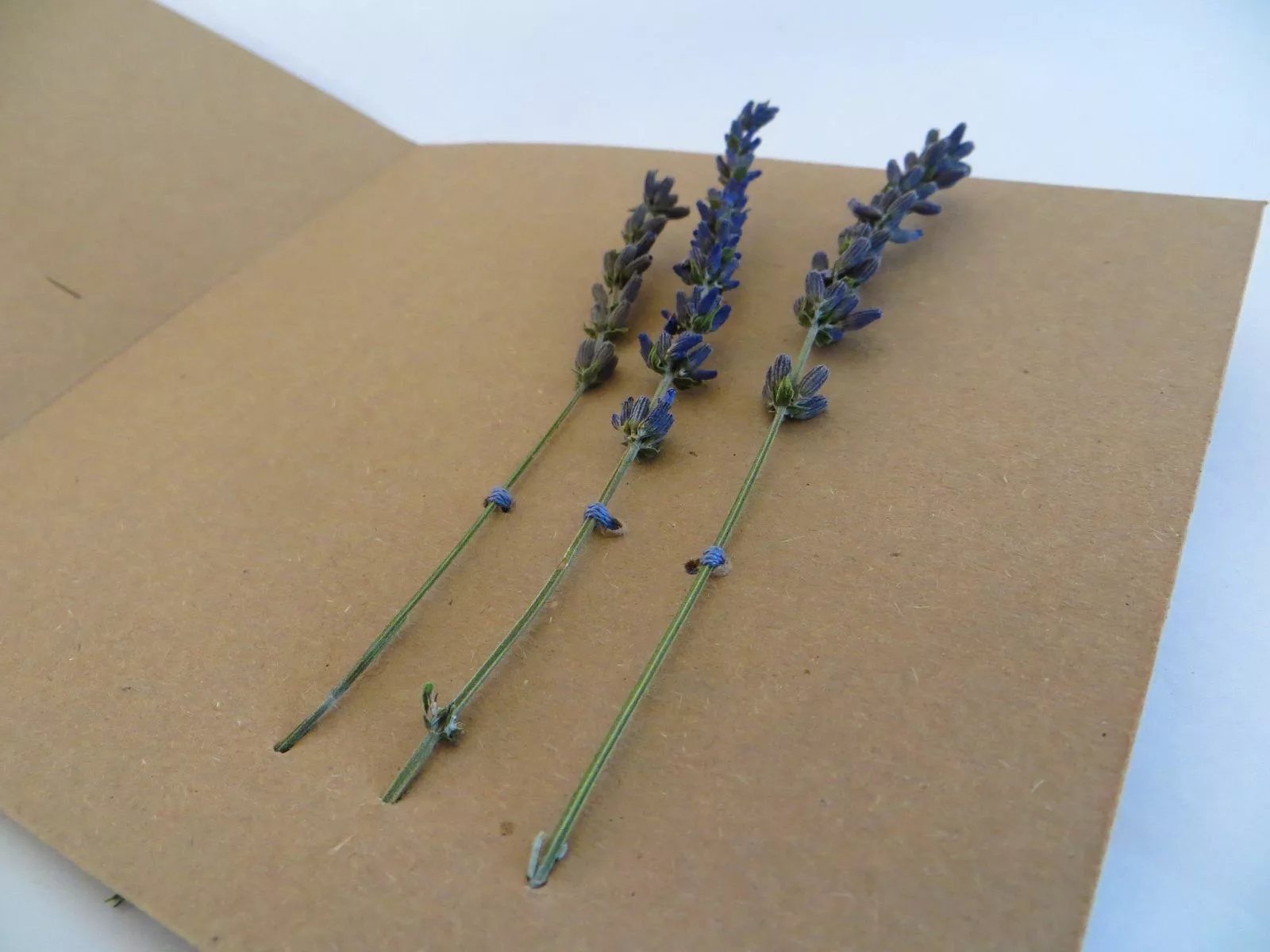 Essential.blue lavender invitation card