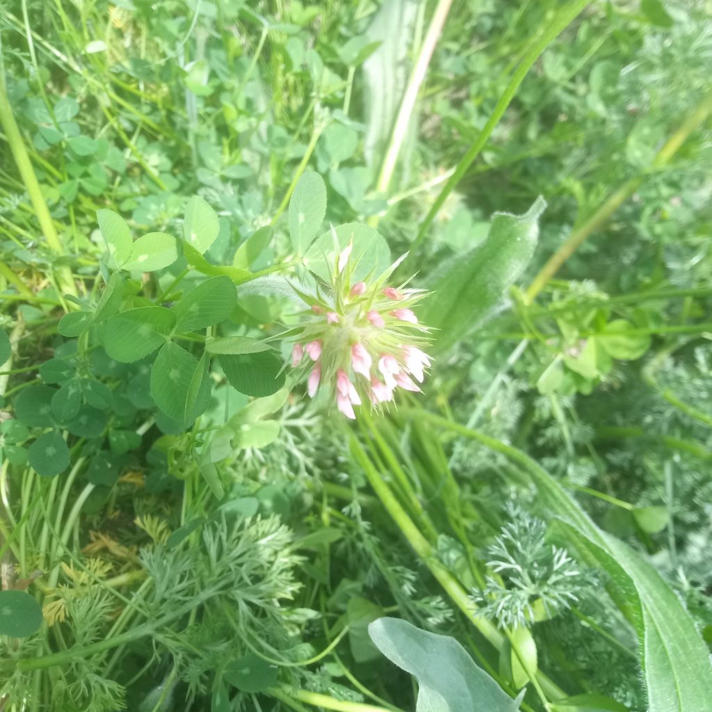 Blaasklaver-Trifolium spumosum