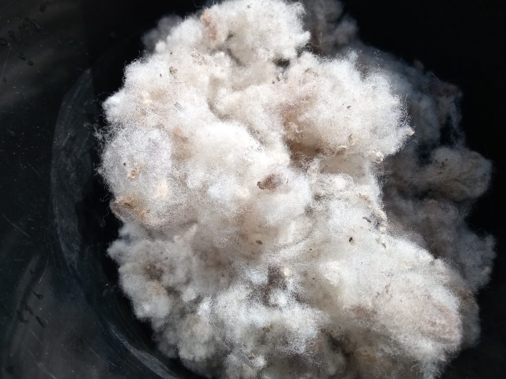 lavado de lana cruda