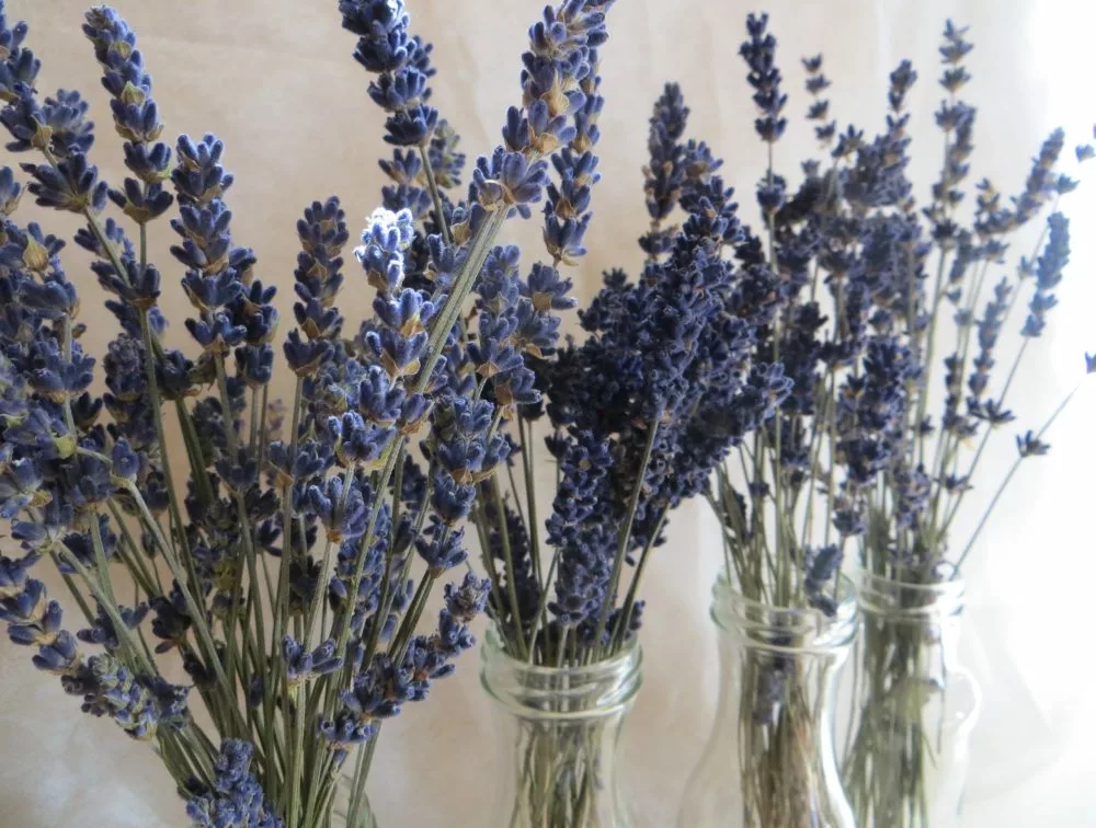what can you do with an everlasting lavender bouquet?