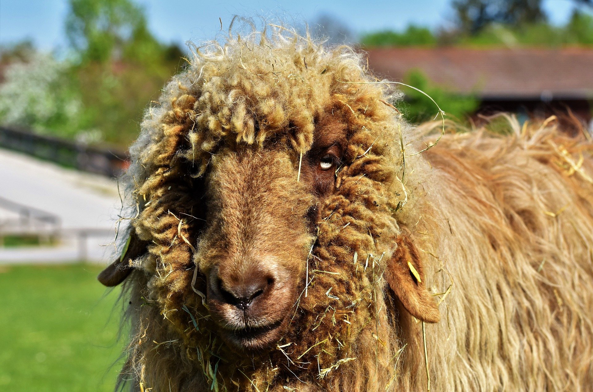 washing raw sheep wool