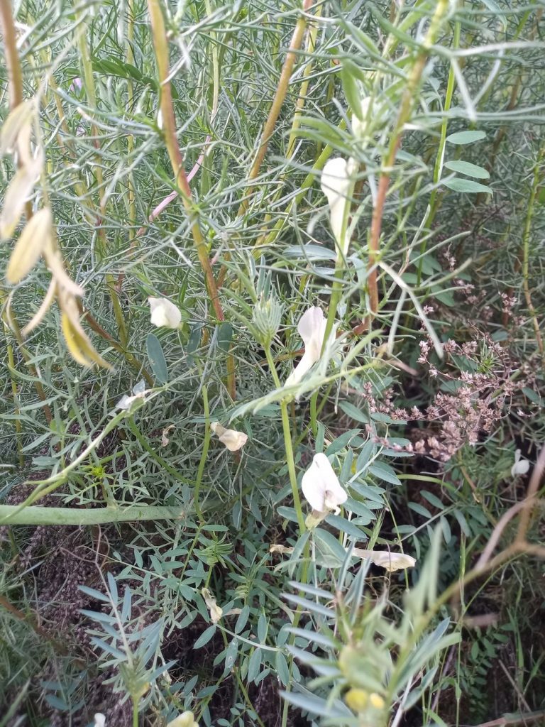 Gelbe Sumpfplatterbse - Vicia lutea